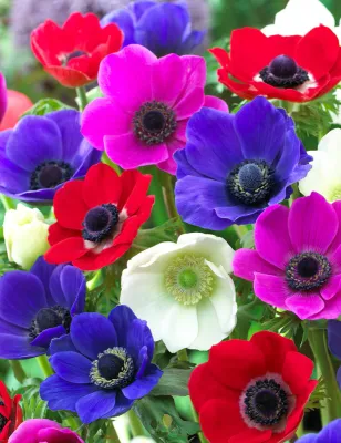 Focal Flowers