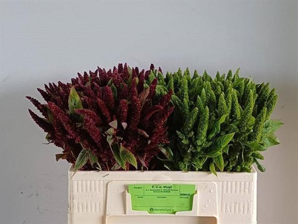 Amaranthus Upright 52cm