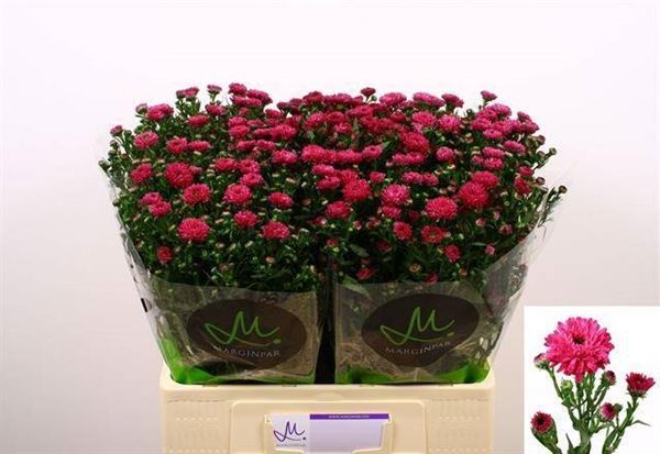 Aster Flash 60cm 15g