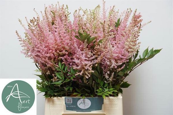 Astilbe Erika 50cm