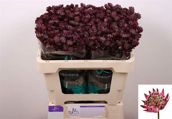 Astrantia Star of Love 50cm