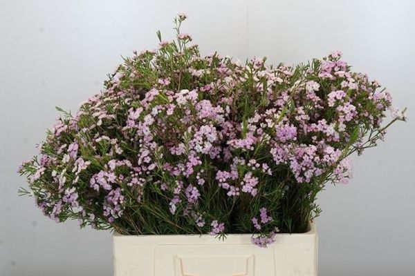 Wax Flower Dancing Queen 60cm