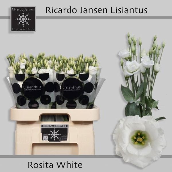 Lisianthus Double Rosita White 70cm
