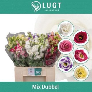 Lisianthus Assorted 70cm