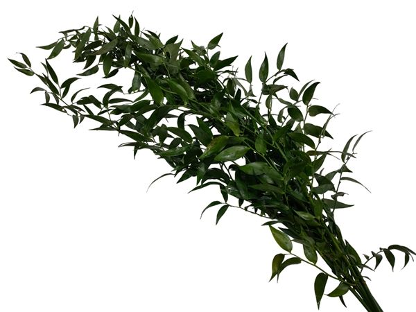 Italian Ruscus 60cm
