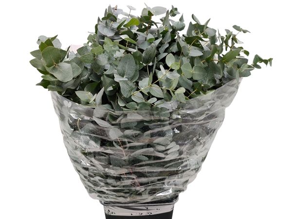 Eucalyptus Cinerea 70cm