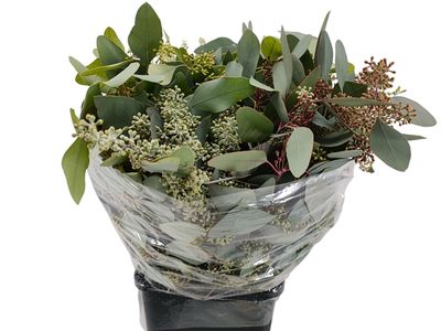 Eucalyptus Popufolia Berry 50cm