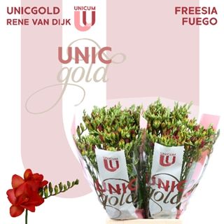 Freesia Fuego 52cm 20g