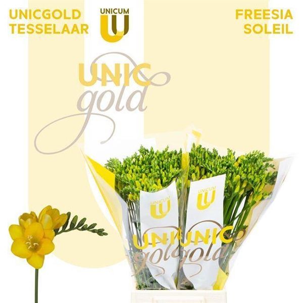 Freesia Soleil 52cm 25g