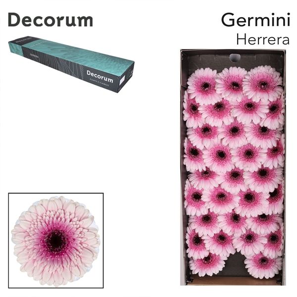 Gerbera Herrera 45cm 7cmH