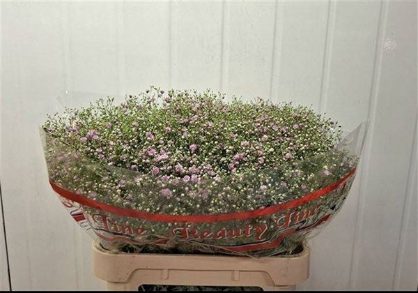 Gypsophila &#39;My Pink&#39; 80cm 40g