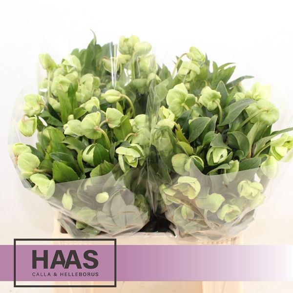 Helleborus Winterbells 40cm