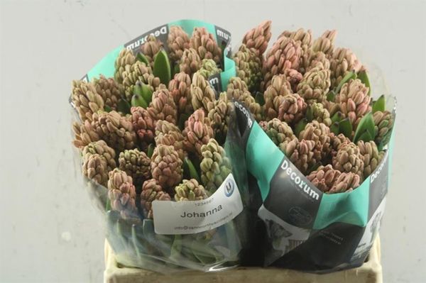 Hyacinth Johanna 30cm