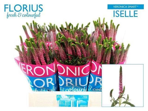 Veronica Smart Iselle 60cm
