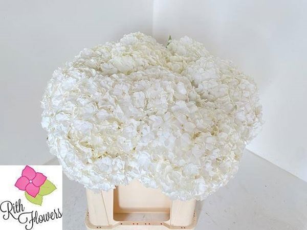 Hydrangea Royal Highness 50cm