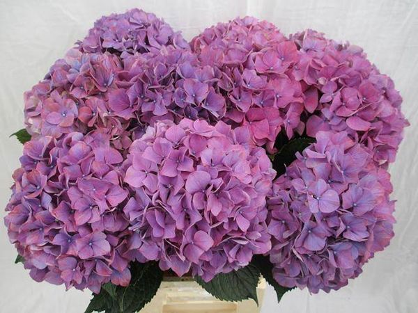 Hydrangea Purple Haze 60cm