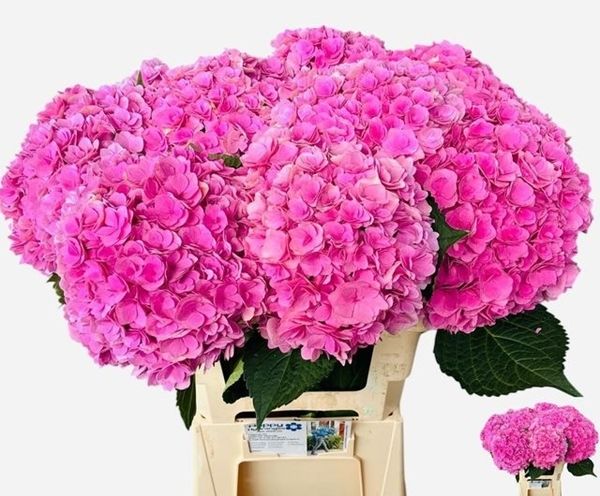 Hydrangea Royal Kiss 60cm