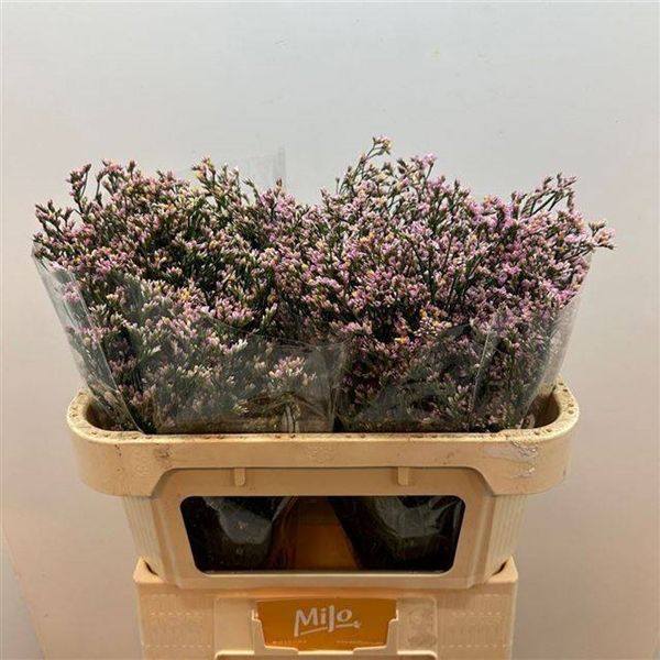 Limonium Anouchka Diamond 70cm