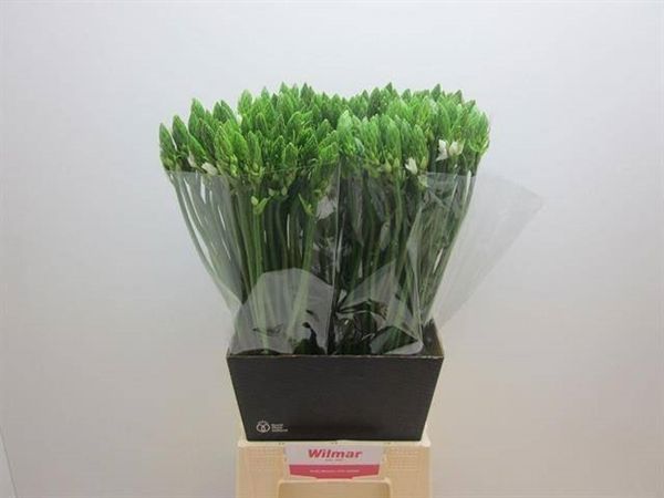 Star of Bethlehem 60cm