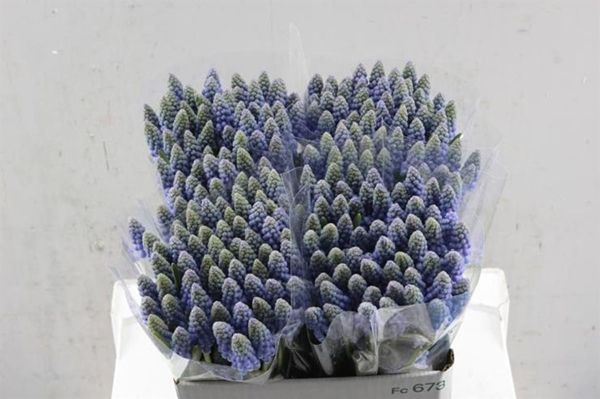 Muscari 30cm