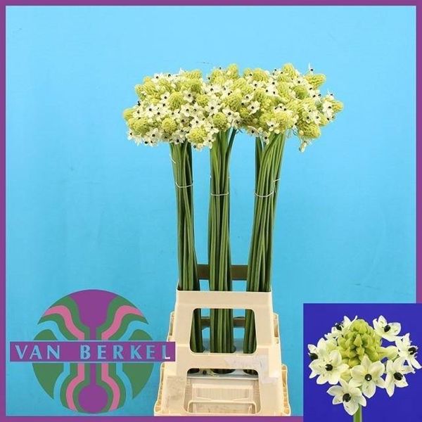 Star of Bethlehem 90cm  (Saundersiae)