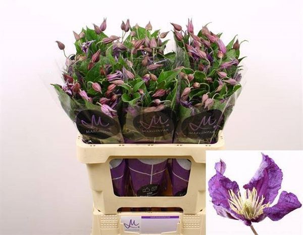 Clematis Amazing Sydney 60cm