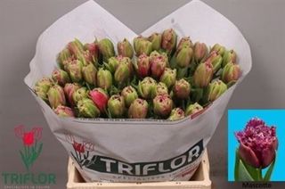 Tulip Frilled Mascotte 42cm 36g