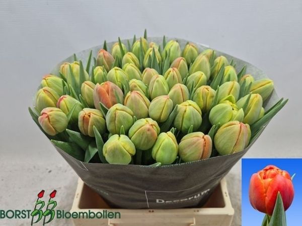 Tulip Double Icoon 46cm 46g