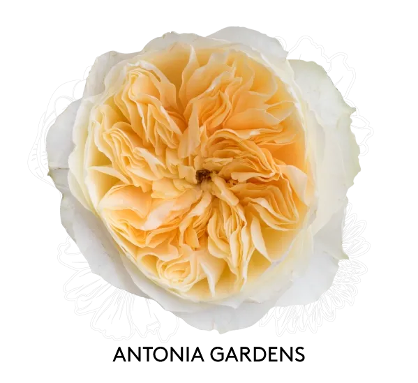 Rose- Antonia Gardens 50cm