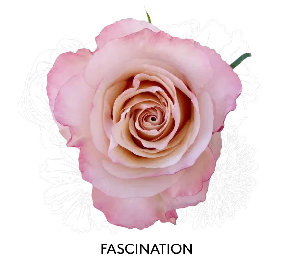 Rose- Fascination 50cm