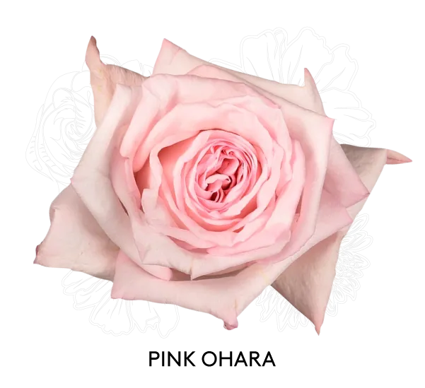 Rose- Pink Ohara 40cm