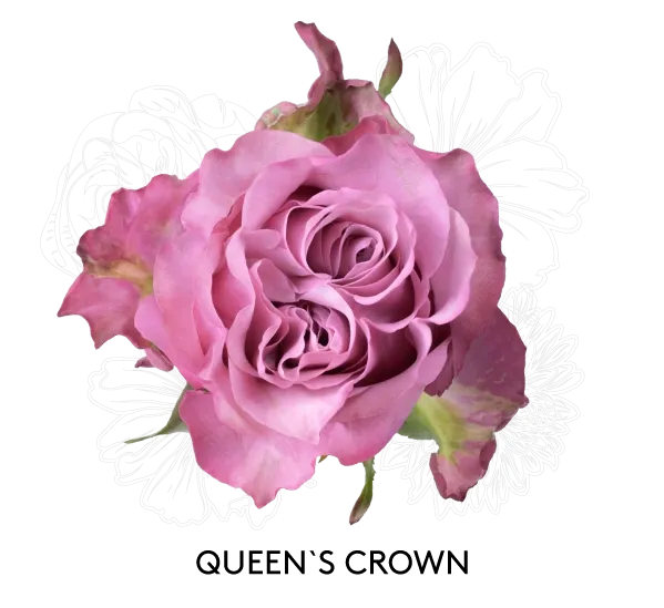 Rose- Queens Crown 50cm