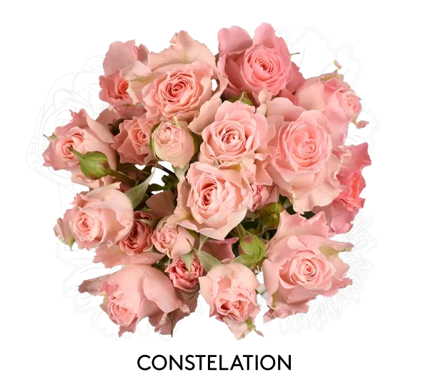 Spray Rose - Constellation 60cm