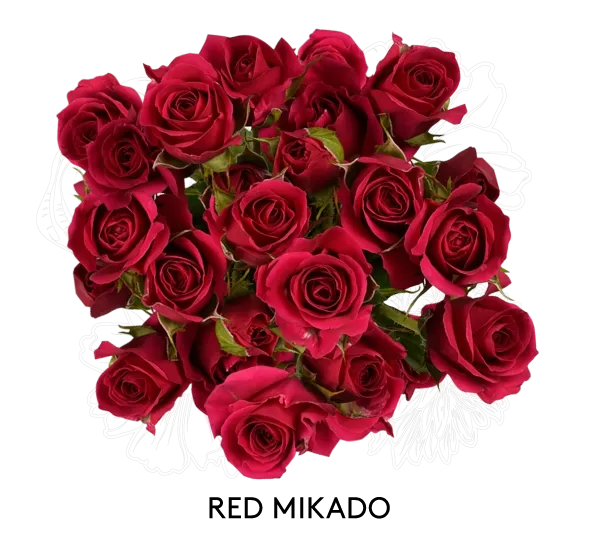 Spray Rose - Red Mikado 60cm