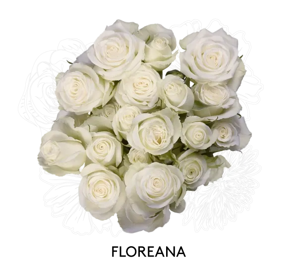 Spray Rose - Floreana 60cm