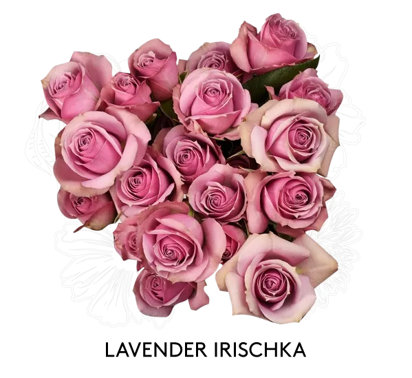 Spray Rose - Lavender Irischka 60cm