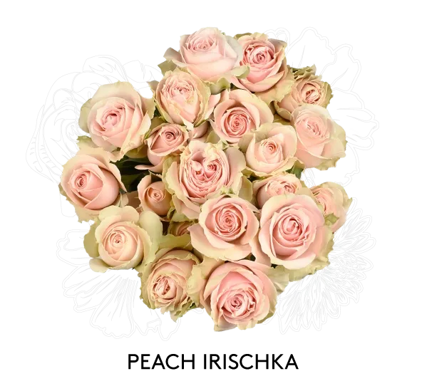 Spray Rose - Peach Irischka 60cm