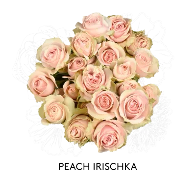 Spray Rose - Peach Irischka 50cm