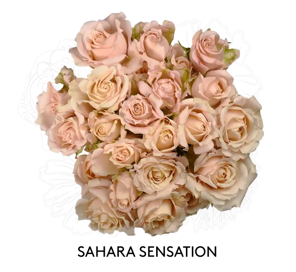 Spray Rose - Sahara Sensation 60cm