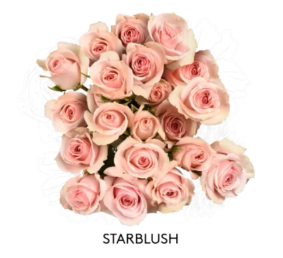 Spray Rose - Starblush 50cm