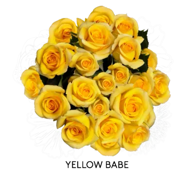Spray Rose - Yellow Babe 50cm