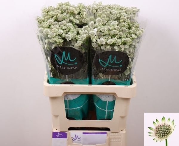 Astrantia Billion Stars 50cm