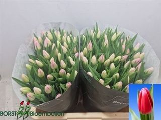 Tulip Circuit 46cm 36g