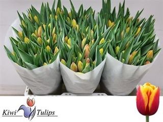 Tulip Denmark 44cm 36g