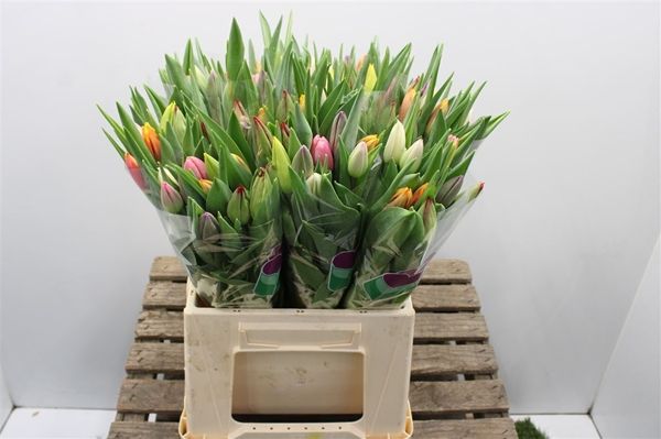 Tulip Mixed Bunch 40cm
