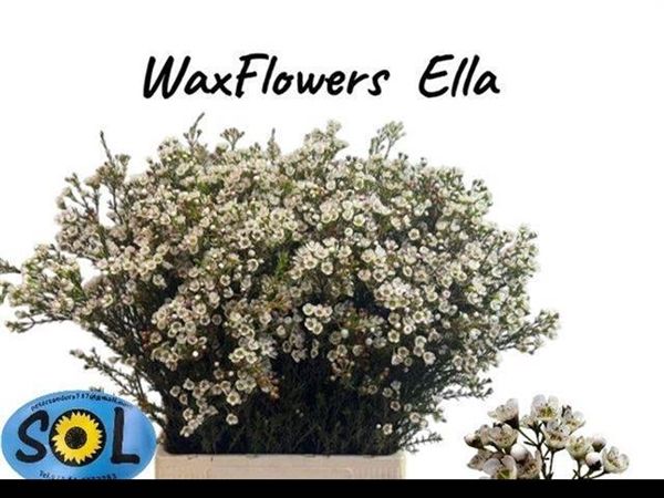 Wax Flower - Ella 70cm