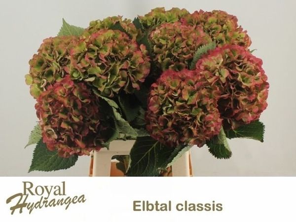 Hydrangea Etbal Classic Red 60cm