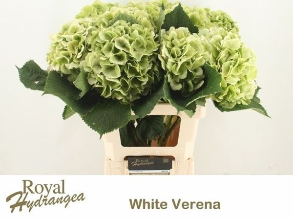 Hydrangea White Verena (Green) 60cm