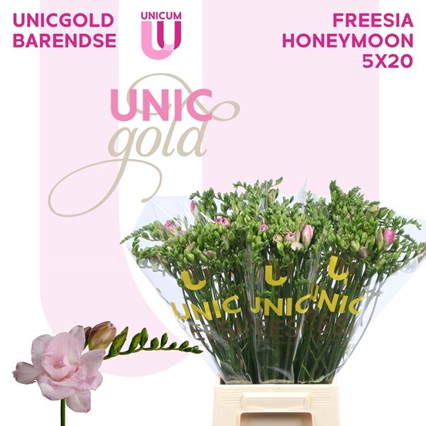 Freesia Double Honeymoon 52cm 20g