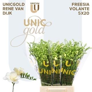 Freesia Double Volante 52cm 20g